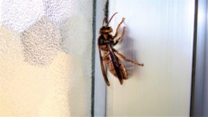 家の中に迷い込んだスズメバチ