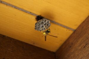 蜂の巣
