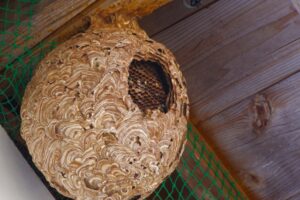屋根裏の蜂の巣
